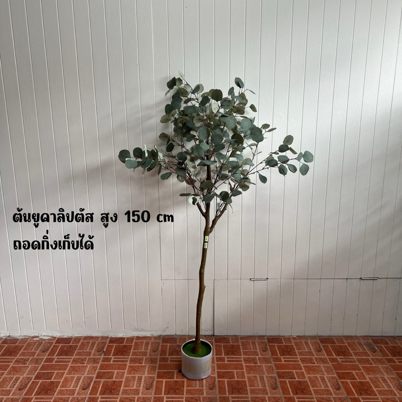 ต้นยูคาลิปตัส (Eucalyptus) สูง 150 cm
