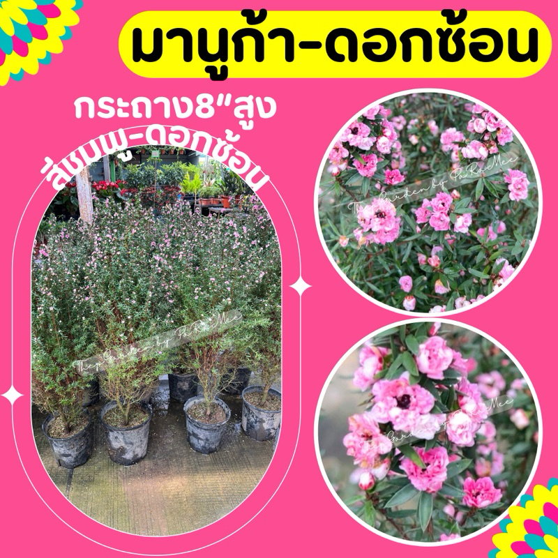 ต้นมานูก้า (Manuka) สีชมพูดอกซ้อน กระถาง8” (1 ต้น / 1 คำสั่งซื้อ)