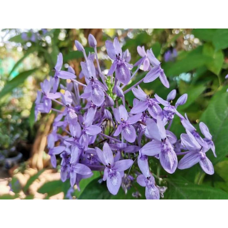 ดอกเข็มสีม่วง1ต้นถุงดำ สูงประมาณ 40-50 ซม.ไม้ดอกไม้ประดับ