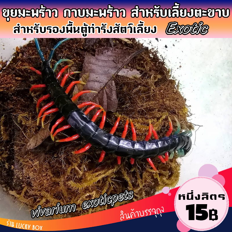 ขุยมะพร้าว กาบมะพร้าว สำหรับเลี้ยงตะขาบ Geophilomorpha exotic pets ลิตรละ 15 บาท