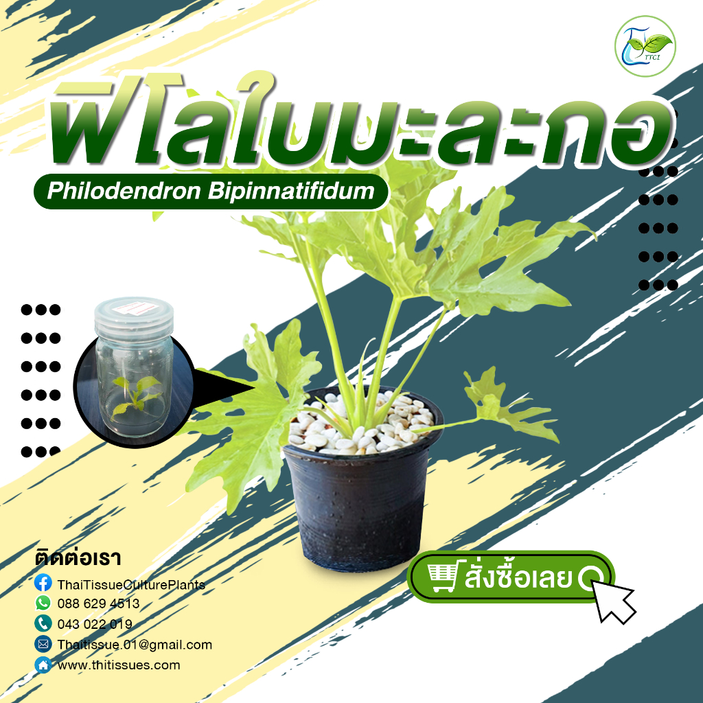 ฟิโลใบมะละกอ (Philodendron bipinnatifidum) ไม้เลี้ยงเพาะเนื้อเยื้ออนุบาลแล้ว