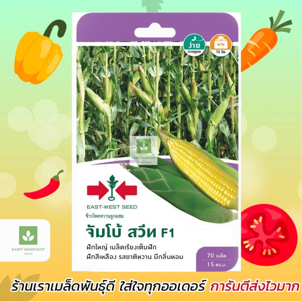 ข้าวโพดหวาน จัมโบ้สวีท 70เมล็ด ศรแดง ข้าวโพด เมล็ดพันธุ์ข้าวโพด