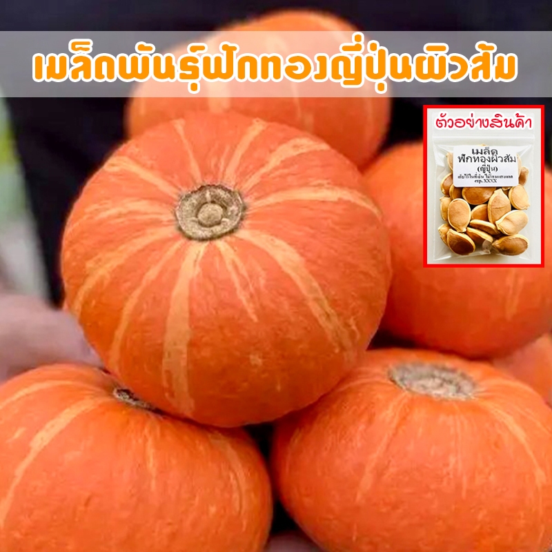 ฟักทองญี่ปุ่นผิวส้ม Orange Japanese Pumpkin 2-5 เมล็ด เมล็ดพันธุ์ ปลูกง่าย โตเร็ว ผลผลิตสูง( 10 แถม 1 คละได้)