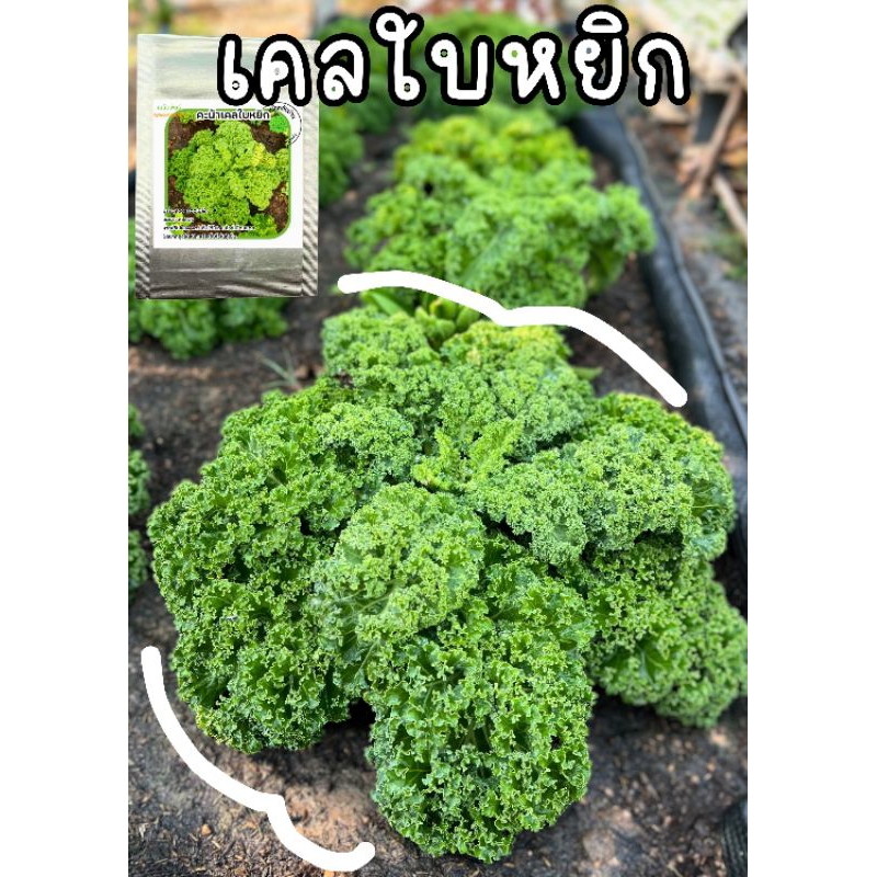 เคลใบหยิก(ต้นเตี้ย)เมล็ดแท้นำเข้า100เมล็ด