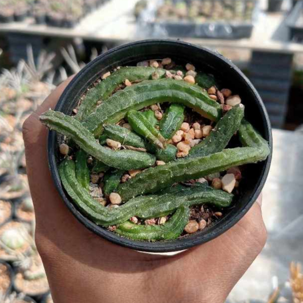 🌵💥เก๋งแอปเปิ้ล 💥🌵 Echinopsis malum กระถาง 3 นิ้ว ต้นเก๋งจีน ต้นกระบองเพชร ต้นแคคตัส (แคคตัส กระบองเพชร)