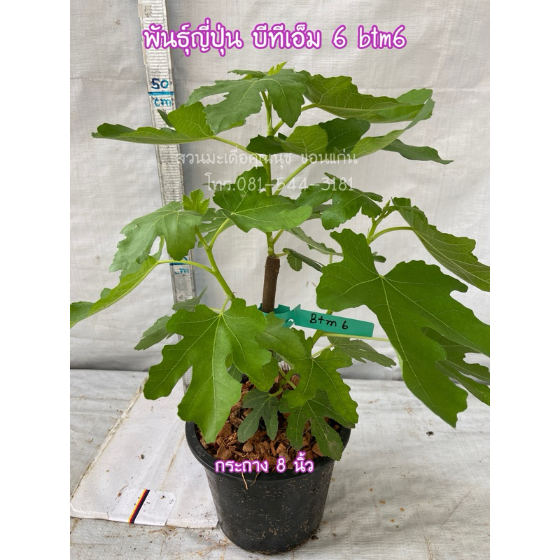 ต้นมะเดื่อฝรั่งพันธุ์ญี่ปุ่น (บีทีเอ็ม6)ดกมาก หวานหอม กระถาง 8”/ btm6 figs tree 8”potted