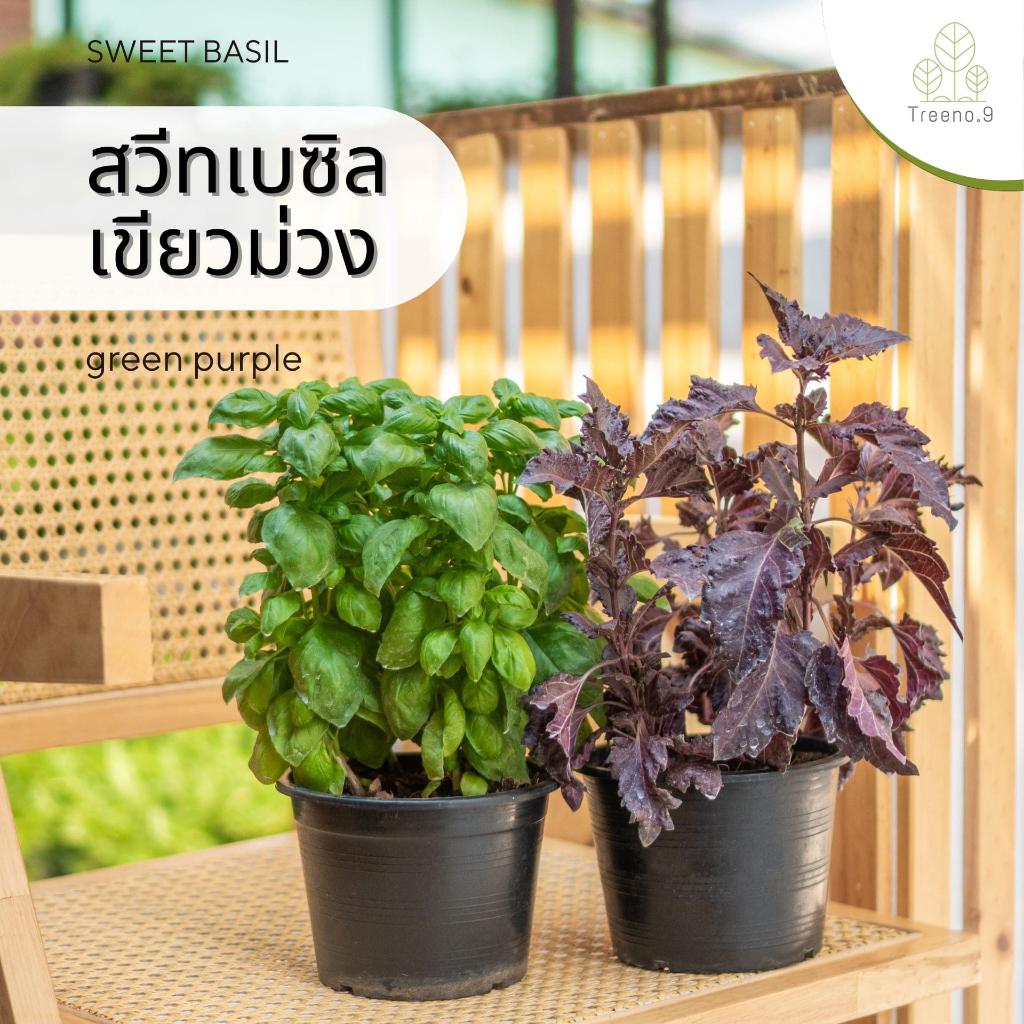 Treeno.9 T322  สวีทเบซิล หรือ โหระพาฝรั่ง มี2 สีให้เลือก  (Sweet Basil) กระถาง 6 นิ้ว / สูง 30-40 ซม. สมุนไพรดีต่อสุขภาพ