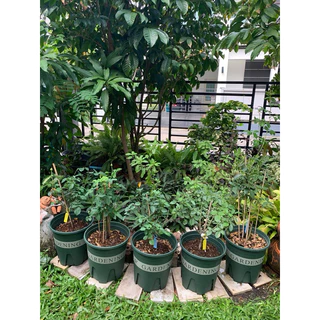 ~พร้อมส่งที่ไทย~ “กระถางปลูกต้นไม้ทรงมาตรฐาน​ รุ่นพิมพ์ลาย Gardening”
