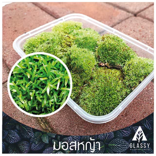 มอสสด พร้อมส่งหลายชนิด Moss จัดสวนขวด จัดตู้ชื้นน้ำตก ตู้ไม้น้ำ Terrarium มอสสดสะอาด