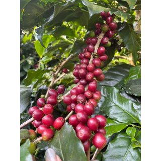 เมล็ดกาแฟ แม่จันใต้ A washed (500 g.)