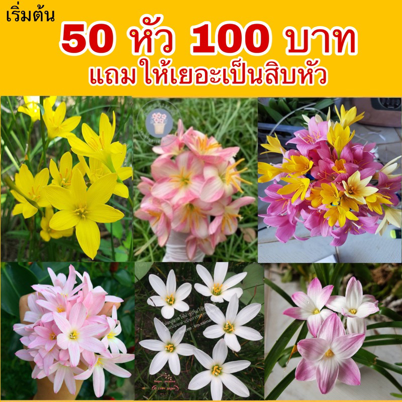 บัวดิน ชุดคุ้มค่า ชุดสีเด็ดๆ เตรียมแพ็คภายใน1-2วัน แถมเยอะมาก