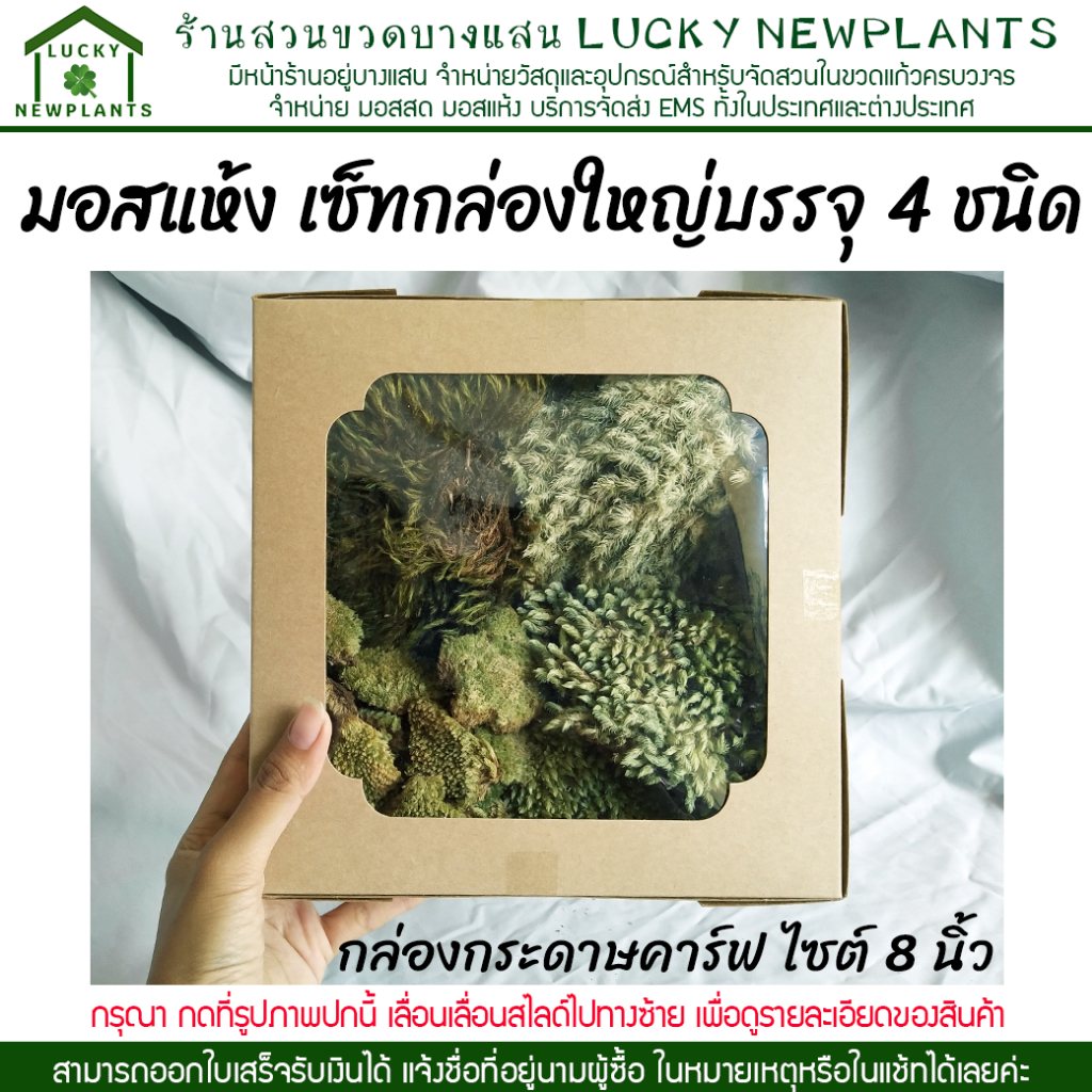 มอสแห้ง พร้อมปลูก 4 ชนิด เซ็ทสุดคุ้ม 189฿ มีของพร้อมส่ง