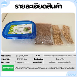 ข้าวสาลีแมว หญ้าแมว ชุดปลูกข้าวสาลี ต้นอ่อนข้าวสาลี ต้นข้าวสาลีแมว เสริมสร้างภูมิคุ้มกัน ลดกลิ่นมูลสัตว์เลี้ยง