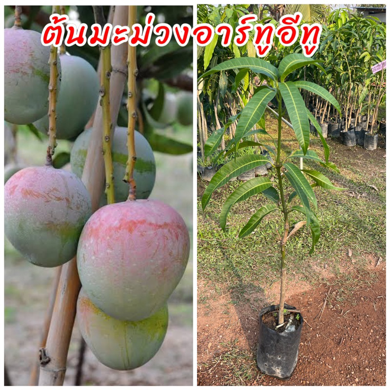 ต้นมะม่วงอาทูอีทู หรือมะม่วงแอปเปิ้ล (เสียบยอดแท้ 100%) ต้นเตี้ย ผลดก ติดผลเร็ว ผลคล้ายแอปเปิ้ล ขนาดต้นที่จัดส่ง 60ซม.