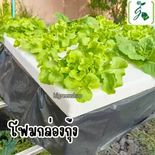 (แพ็ค 10 ใบสุดคุ้ม) ****กรุณาสั่งเพียง 10 ใบ/ออเดอร์ กล่องโฟม กล่องกุ้งมือ1 / มือ 2 ปลูกผัก เจาะรูฟรี + แถมถุงรองลัง