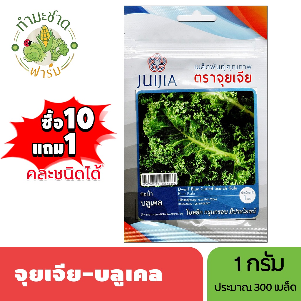 3A (ซื้อ10แถม1) เมล็ดพันธุ์ จุยเจีย-บลูเคล ขนาด1กรัม ประมาณ300เมล็ด DWARF BLUE KALE คะน้าเคล เคล เมล็ดพันธุ์พืช เมล็ดผัก