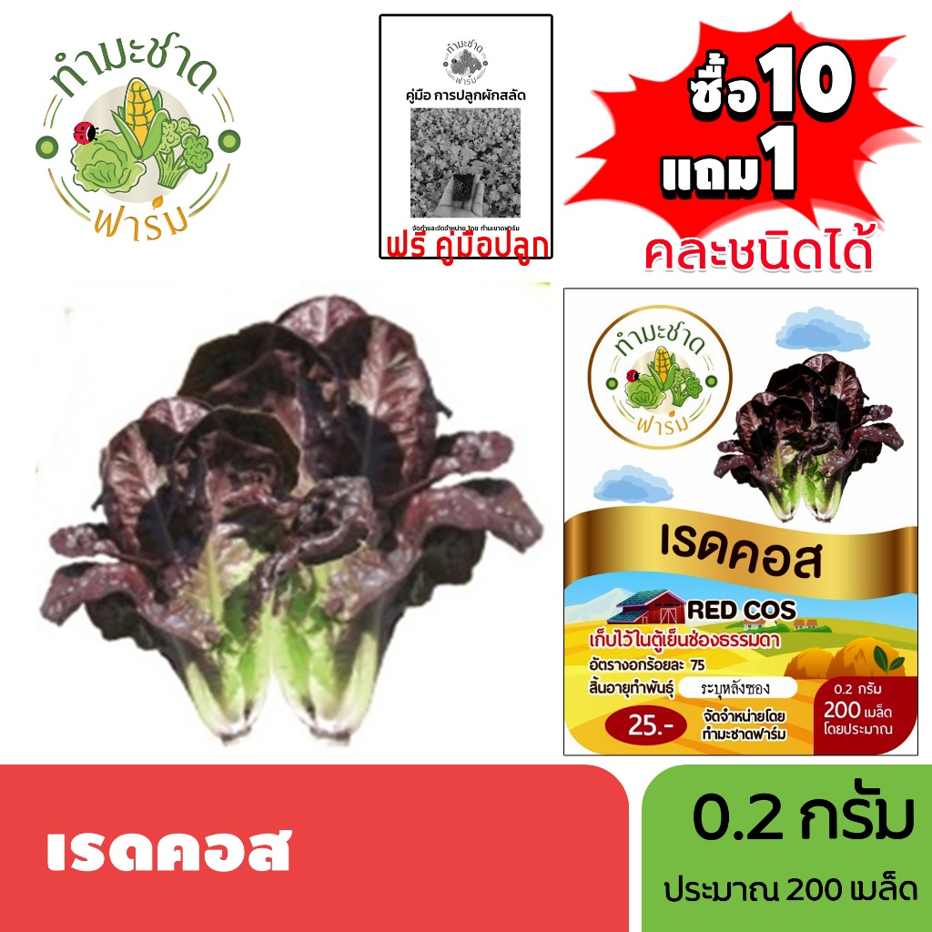 ทำมะชาดฟาร์ม (ซื้อ10แถม1) เมล็ดพันธุ์ เรดคอส ขนาด0.2กรัม ประมาณ200เมล็ด RED COS ROMAINE LETTUCE ผักคอส ผักสลัด เมล็ด