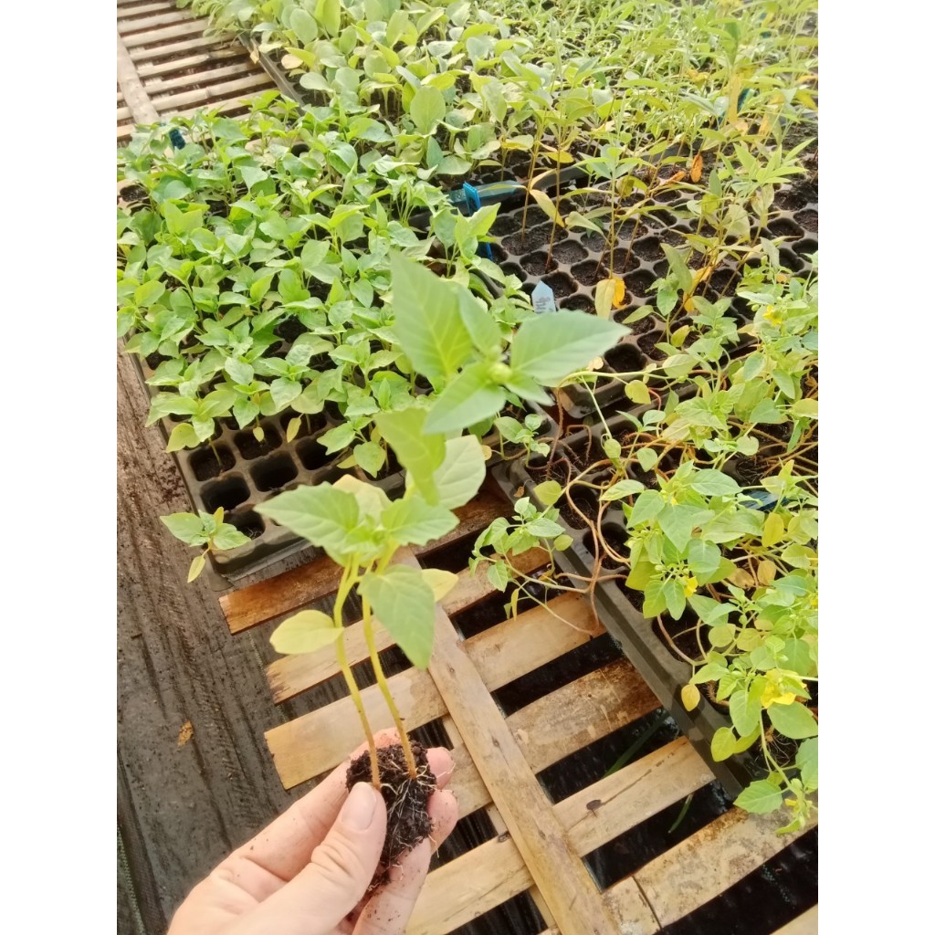 ต้นกล้าโทงเทงฝรั่งสีม่วง  มีประโยชน์ต่อสุขภาพมากมาย เสริมสร้างระบบภูมิคุ้มกัน บำรุงสายตา   กล้าละ 10 บาท - รูปที่ 3