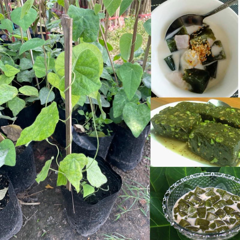 ต้นเครือหมาน้อย ถุงใหญ่ ต้นเครือยาว สูง30-40เซน