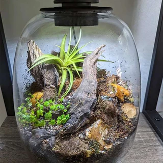 JADEPLANT Bio Bottle LED EC series กระจกใสพิเศษ ตู้ไม้ชื้น เทอราเรี่ยม โหลเลี้ยงต้นไม้ terrarium จัดสวนขวด bioloark ต้น