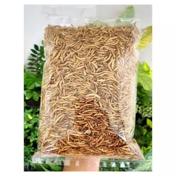 หนอนนก อบแห้ง 100g สำหรับเม่นแคระ ชูก้าไรเดอร์ เบียดดราก้อน หนูแฮมเตอร์ COD