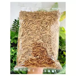 หนอนนก อบแห้ง 100g สำหรับเม่นแคระ ชูก้าไรเดอร์ เบียดดราก้อน หนูแฮมเตอร์ COD
