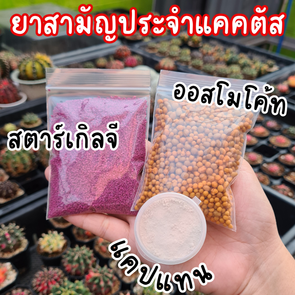 ชุดยาสามัญประจำแคคตัส ยาป้องกันเชื่อรา,ยาป้องกันแมลงสตาร์เกิ้ล จี+ปุ๋ยออสโมโค้ท 13-13-13 แคคตัส กระบองเพชร
