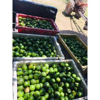 มะนาวไร้เม็ดปลอดสาร แพ็คละ12ลูก(Limes, tablets, free from substances, 12 pieces per pack)