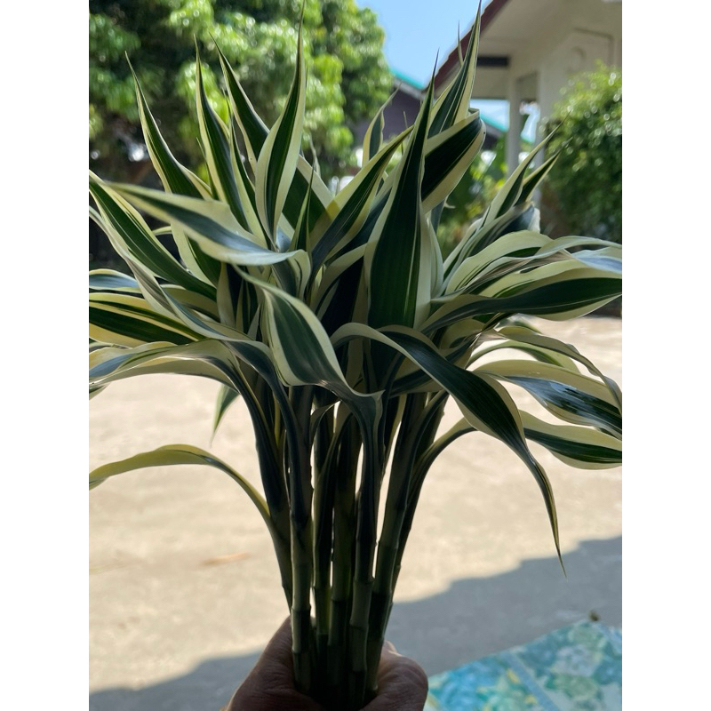 ไผ่กวนอิมสีเงินตัดสดไม่มีรากสูง30cm1กำมี20ต้น