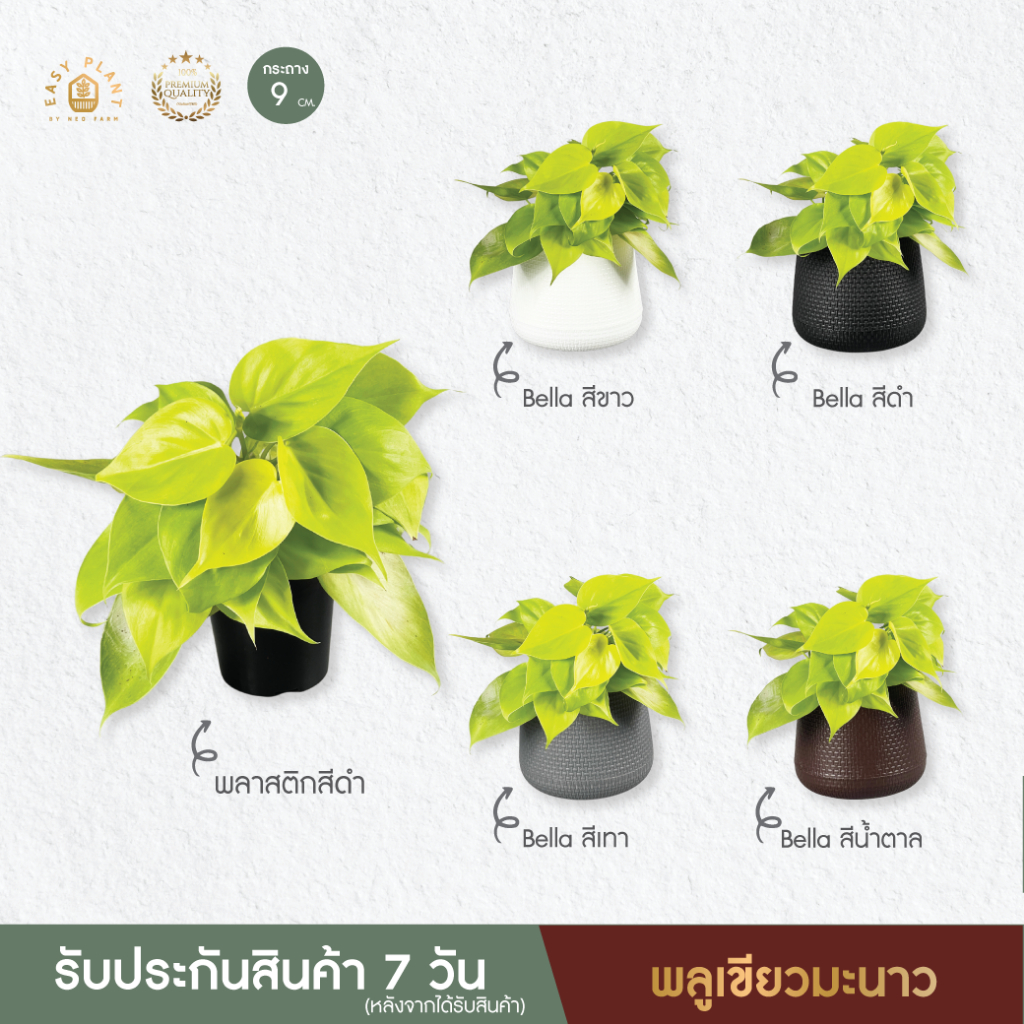 ฟิโลบราซิล (เขียวมะนาว) philodendron Brazil Lemon Lime ต้นไม้ฟอกอากาศ ต้นไม้มินิมอล ไม้ประดับ ใบสวย ตกแต่งบ้านและสวน