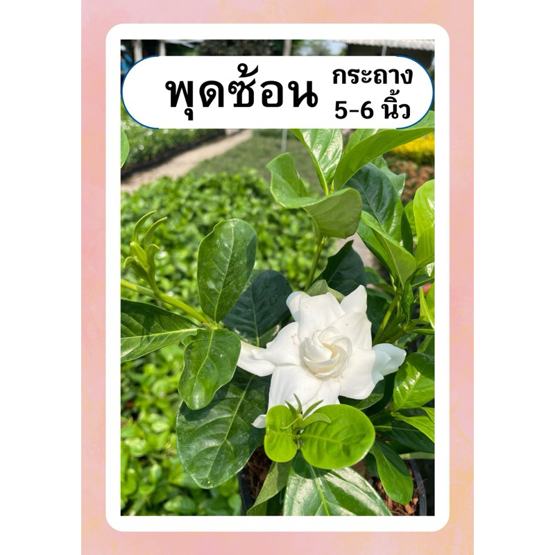 ต้นพุดซ้อน ต้นพุด ดอกสีขาว กลิ่นหอม เลี้ยงง่าย ไม้แดด กระถาง5-6นิ้ว ราคา ถูกที่สุด ดีลบีเคเค