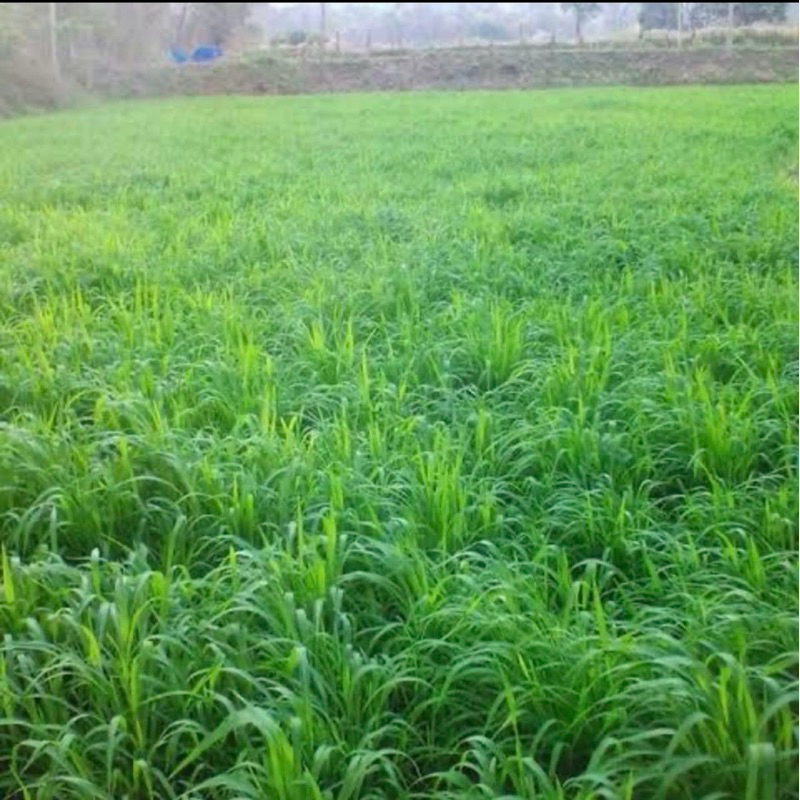 ✅ กัมบ้า เมล็ดหญ้ากัมบ้า 10 กก.💯พร้อมปลูก - รูปที่ 3