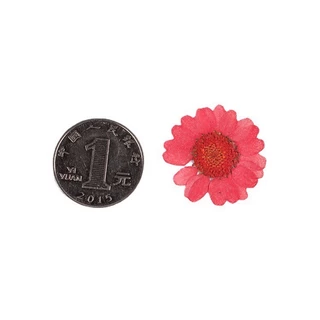 ดอกไม้จริงทับแห้ง ดอกเดซี่ Daisy แต่งเคสโทรศัพท์เรซิ่น เครื่องประดับต่างๆ diy ขนาด 2.5-3 cm