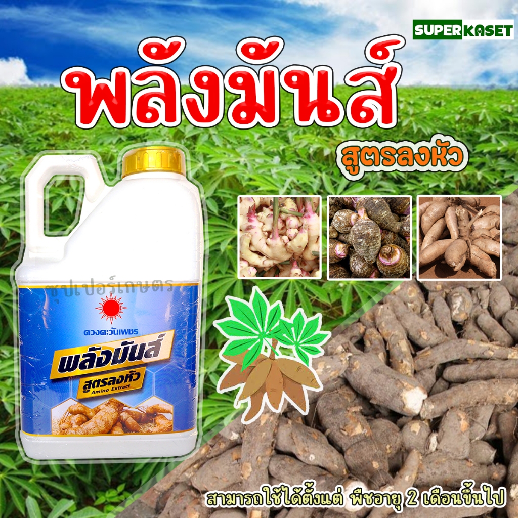 ฮอร์โมนสำหรับพืชลงหัว ขนาด 5 ลิตร "พลังมันส์" เร่งหัวใหญ่ สำหรับมันสำปะหลังและพืชช่วงลงหัว