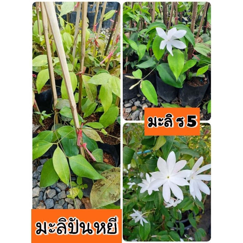 ต้นมะลิปันหยีหรือ มะลิ ร.5 ( 30-40 ซม)