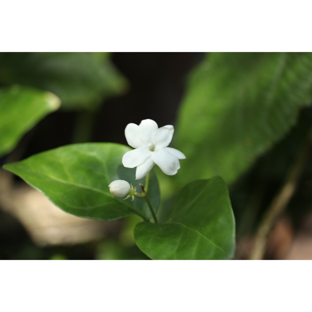 ต้นมะลิลา Jasmine  ดอกสีขาวหอม ไหว้พระ ทำชา  พร้อมปลูกในถุงดำ  39 บาท
