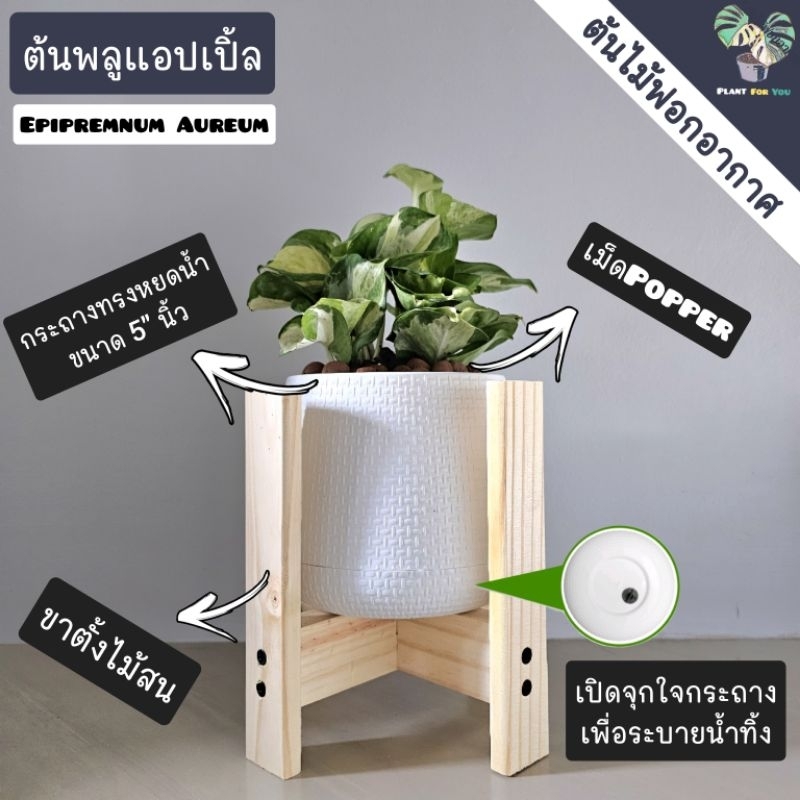 💤ต้นพลูแอปเปิ้ล Epipremnum aureum พร้อมกระถาเบลล่า5"นิ้ว+หินเกล็ด/เม็ดPopper+ขาตั้งไม้สน (ต้นไม้ฟอกอากาศ) PLANT_FOR_YOU