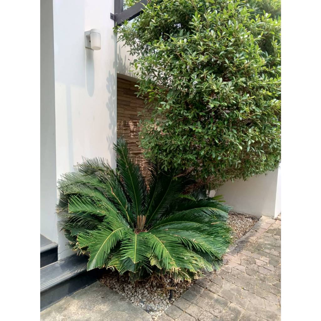 ต้น ปรงญี่ปุ่น Sago palm พร้อมปลูกในถุงดำ 59 บาท  ปรง