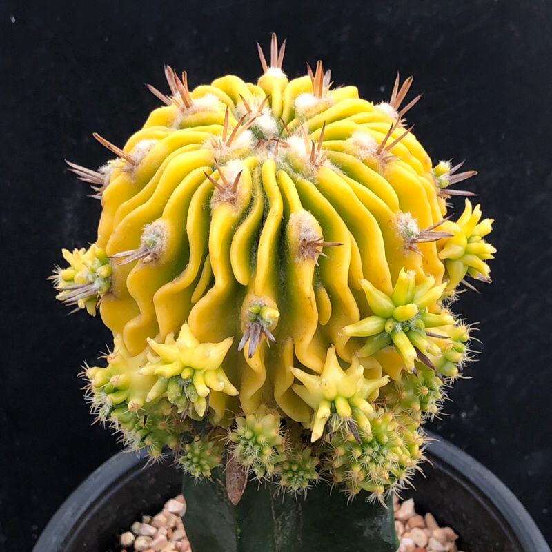 [พร้อมส่ง]🌵 แคคตัส คลื่นสมองด่าง stenocactus variegated cactus ไม้กราฟ จำนวน 1 ต้น