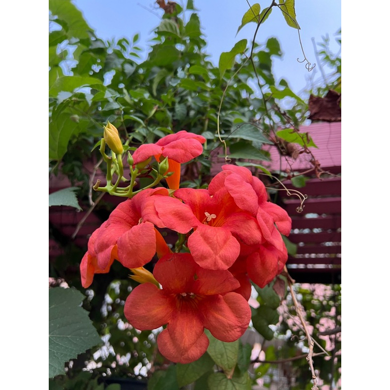 ต้นมธุรดา /Chinese Trumpet Vine ไม้พุ่มกึ่งเลื้อยขนาดกลาง Patsorntree