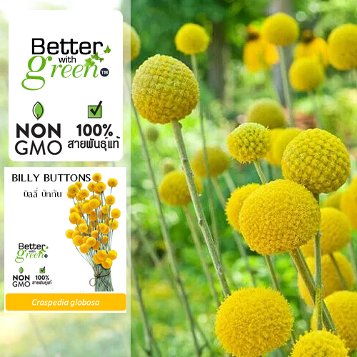 เมล็ดพันธุ์ บิลลี บัททัน 20 เมล็ด (BILLY BUTTONS) นำเข้า การันตีสายพันธุ์