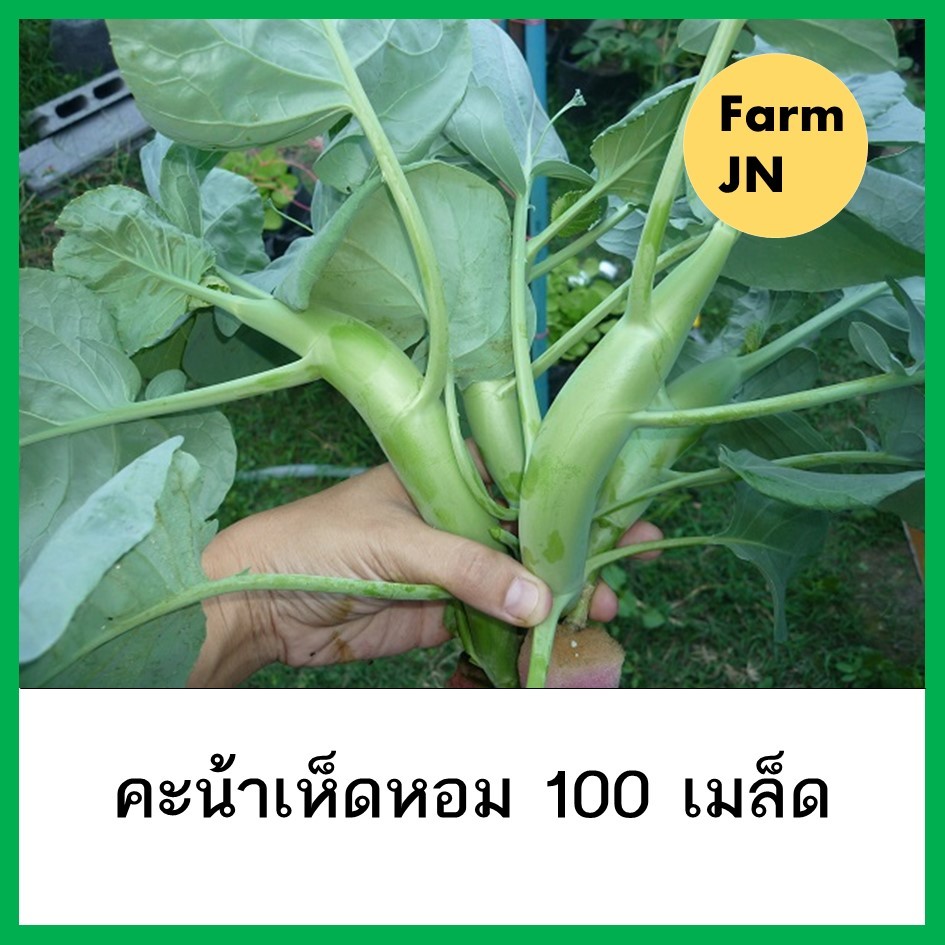 เมล็ดผักคะน้าเห็ดหอม เมล็ดผักสวนครัว เมล็ดผัก5บาท