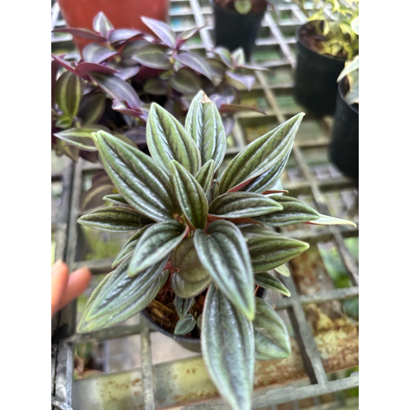 Peperomia Rosso Peperomia Rosso หรือที่รู้จักว่า Peperomia Eden Rosso หรือ Radiator Plant เป็นที่สะด