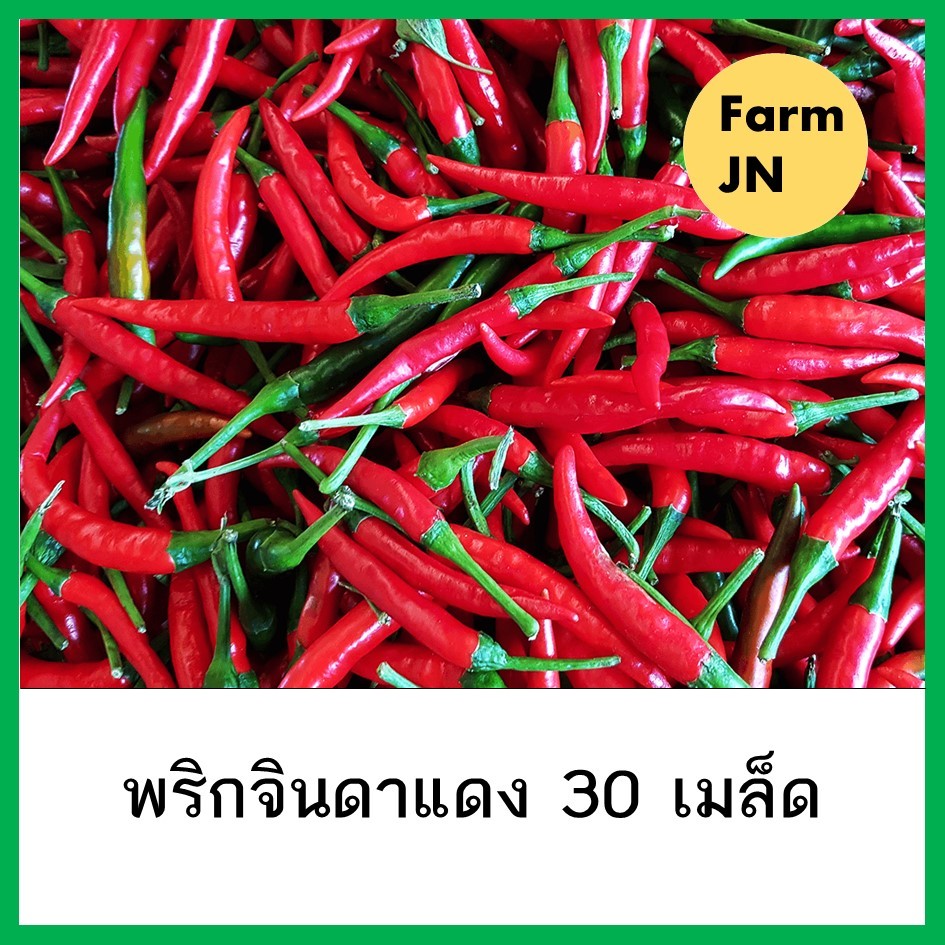 เมล็ดผักพริกแดงจินดา เมล็ดผักสวนครัว เมล็ดผัก5บาท – โปรปัง