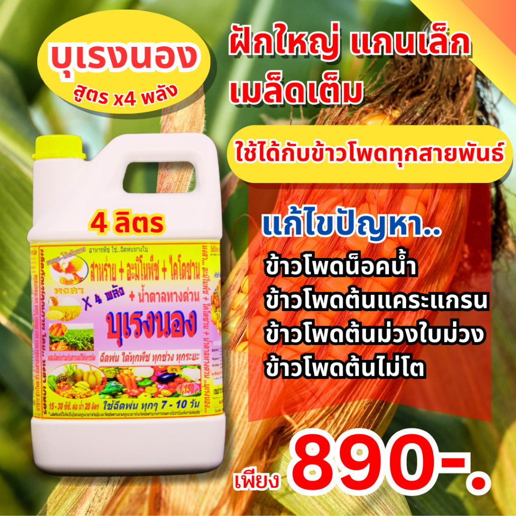 บุเรงนอง “สูตร ข้าวโพด พลัง X4” สูตรสำเร็จสำหรับ “ข้าวโพด” แก้ปัญหา ข้าวโพดน็อคน้ำ ต้นแคระ ต้น-ใบม่วง ต้นไม่โต