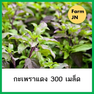 เมล็ดพันธุ์ผัก กะเพราแดง 300เมล็ด 10แถม1 คละได้ ปลูกง่ายโตไว