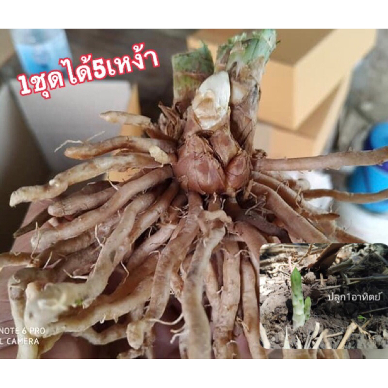 เหง้าหน่อไม้ฝรั่งปลูก1เดือนได้กินหน่อใหญ่