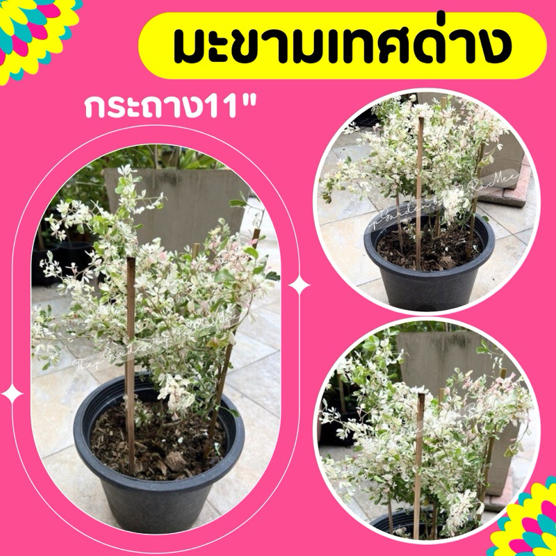 ต้นมะขามเทศด่าง #มะขามเทศด่าง กระถาง11"