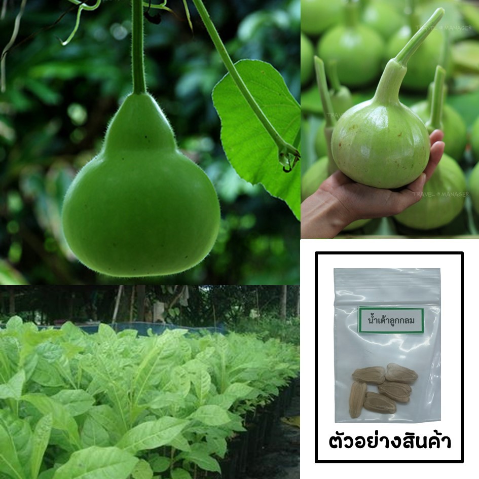 เมล็ดน้ำเต้าลูกกลม 5 เมล็ด (ซื้อ10แถม1คละได้)