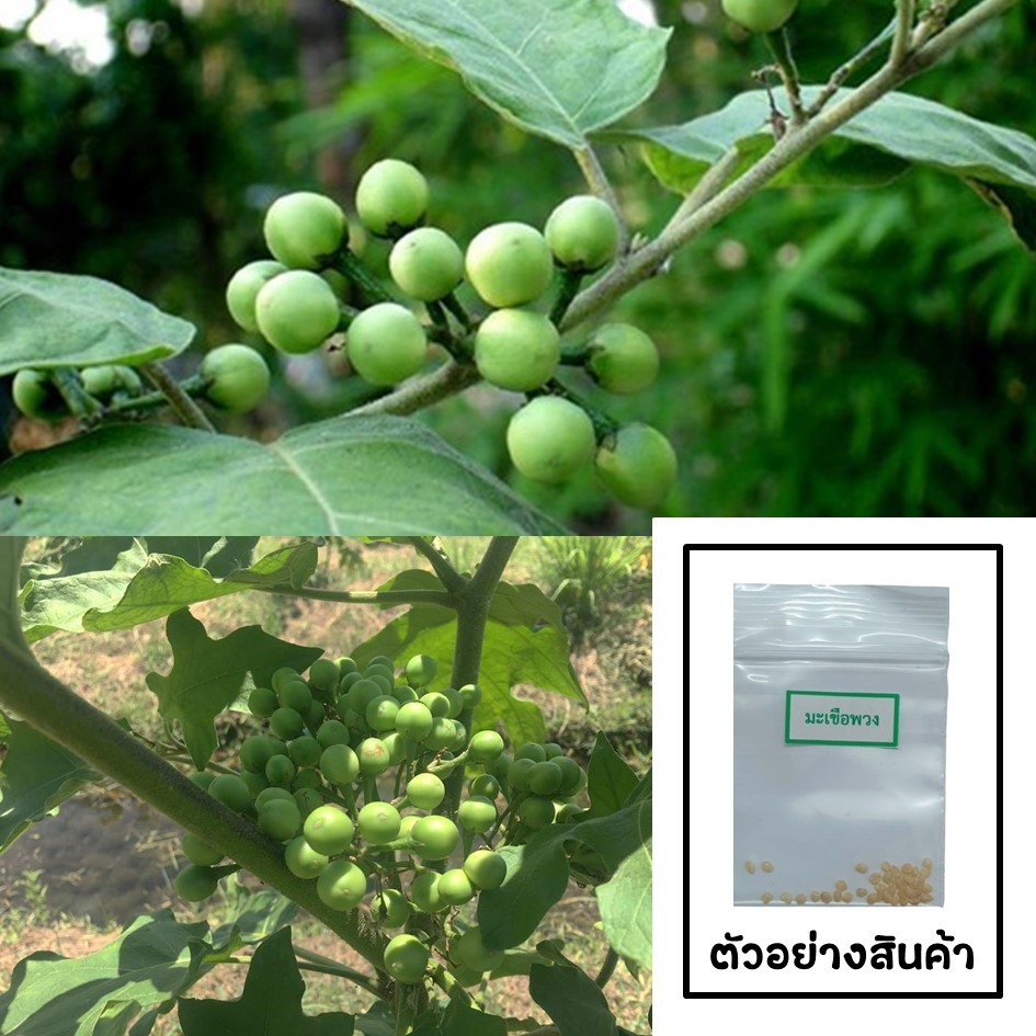 เมล็ดมะเขือพวง 20 เมล็ด (ซื้อ10แถม1 คละได้)